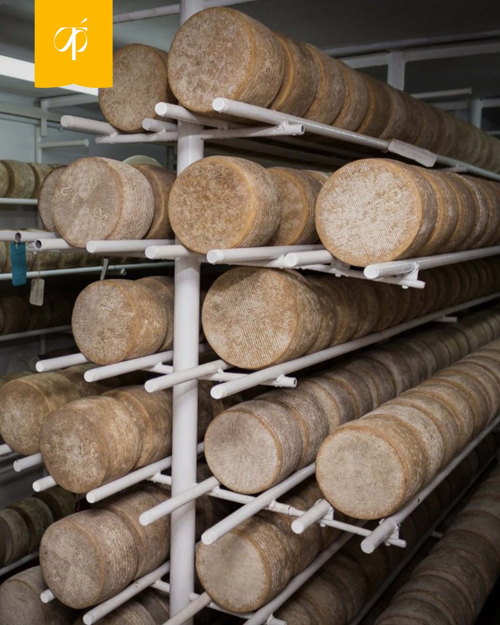 Queso Artesano de Oveja Trufado 3.25kg